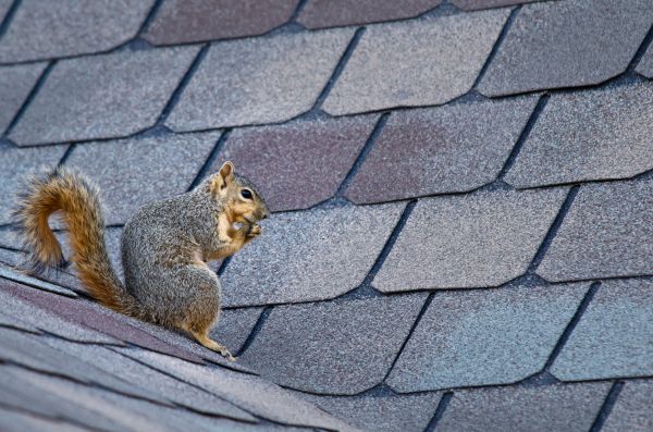 Lakeland Wildlife Removal