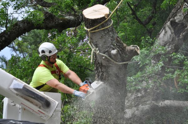 Lakeland Tree Trimming