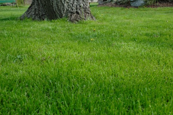 Lakeland Lawn Treatment